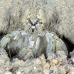 shrimp_mantis_unknown_sne_h_0163_yap0505.jpg